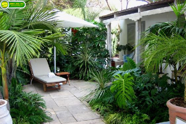 MỘT SỐ LOẠI CÂY SÂN VƯỜN ĐẸP